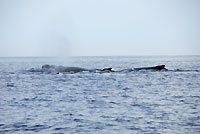 Megaptera novaeangliae - devant Mangily - Plong&eacute;e sous-marine