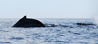Megaptera novaeangliae - devant Mangily - Plong&eacute;e sous-marine