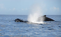 Megaptera novaeangliae - devant Mangily - Plong&eacute;e sous-marine