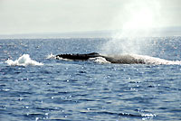 Megaptera novaeangliae - devant Mangily - Plong&eacute;e sous-marine
