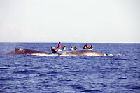 Megaptera novaeangliae - devant Mangily - Plong&eacute;e sous-marine