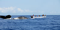 Megaptera novaeangliae - devant Mangily - Plong&eacute;e sous-marine