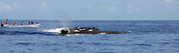 Megaptera novaeangliae - devant Mangily - Plong&eacute;e sous-marine