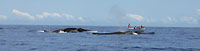 Megaptera novaeangliae - devant Mangily - Plong&eacute;e sous-marine