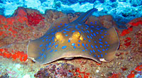 n°485
Taeniura lymna date : 07/11/07 auteur : Corine Diacon site : Tortuga Taeniura lymna - Raie Pastenague à points bleus - Tortuga - Plongée sous-marine