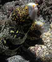Echidna nebulosa - Mur&egrave;ne &agrave; flammes - Plong&eacute;e sous-marine