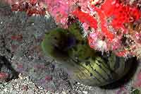 Gymnothorax funebris - Mur&egrave;ne verte - Plong&eacute;e sous-marine
