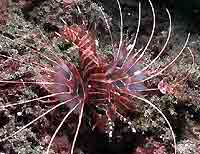 Pterois antennata - Poisson diable - Plong&eacute;e sous-marine