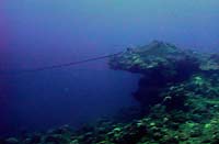 Aetobatus narinari - Raie aigle - Plong&eacute;e sous-marine