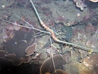 Palinurus sp. - Langouste - Massif des Roses - Plong&eacute;e sous-marine