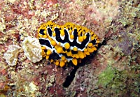 Phyllidia arabica - Phyllidie verruqueuse - Ankaranjelita - Plong&eacute;e sous-marine