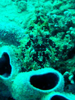 Antennariidae ? - Poisson grenouille - Vatobe - Plong&eacute;e sous-marine