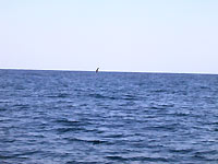  - Une baleine &agrave; bosse nous salue de loin - Plong&eacute;e sous-marine