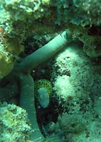 Echidna nebulosa - Mur&egrave;ne &agrave; flammes - Massif des Roses - Plong&eacute;e sous-marine