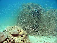 Parapriacanthus sp. - Poissons de verre - Massif des Roses - Plong&eacute;e sous-marine