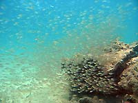 Parapriacanthus sp. - Poissons de verre - Massif des Roses - Plong&eacute;e sous-marine