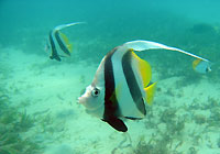 Heniochus diphreutes - Poisson cocher - Massif des Roses - Plong&eacute;e sous-marine