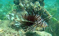 Pterois miles - Poisson lion - Massif des Roses - Plong&eacute;e sous-marine