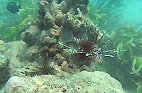 Pterois miles - Poisson lion - Massif des Roses - Plong&eacute;e sous-marine