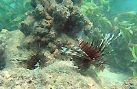 Pterois miles - Poisson lion - Massif des Roses - Plong&eacute;e sous-marine