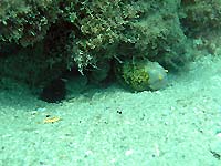 Echidna nebulosa - Mur&egrave;ne &agrave; flammes - Massif des Roses - Plong&eacute;e sous-marine
