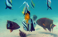 Heniochus diphreutes - Cheilinus trilobatus - Chaetodon auriga - Poisson cocher, Vieille &agrave; triple queue et Chaetodons cocher - Massif des Roses - Plong&eacute;e sous-marine