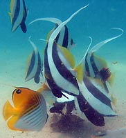 Heniochus diphreutes - Chaetodon auriga - Poissons cocher et Chaetodons cocher - Massif des Roses - Plong&eacute;e sous-marine