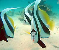 Heniochus diphreutes - Poissons cocher - Massif des Roses - Plong&eacute;e sous-marine