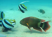 Heniochus diphreutes - Cheilinus trilobatus - Poissons cocher et Vieille &agrave; triple queue - Massif des Roses - Plong&eacute;e sous-marine