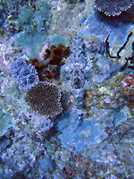 n°781
Papilloculiceps longiceps date : 17/09/10 auteur : Mélanie Le Roux site : Tortuga Papilloculiceps longiceps - Poisson crocodile et fils - Tortuga - Plongée sous-marine