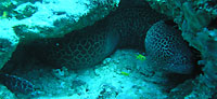 gymnothorax favagineus - Mur&egrave;ne l&eacute;opard - Tombant nord - Plong&eacute;e sous-marine