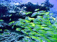 Lutjanus lutjanus - Vivaneaux gros yeux - Tombant nord - Plong&eacute;e sous-marine