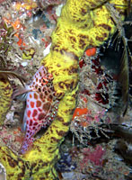 Cirrhitchtys oxycephalus - Epervier lutin - Bevato - Plong&eacute;e sous-marine