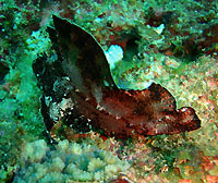 Taenianotus triacanthus - poisson scorpion feuille - Bevato - Plong&eacute;e sous-marine