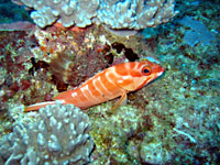 Epinephelus fasciatus - M&eacute;rou oriflamme - Bevato - Plong&eacute;e sous-marine