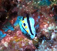 Phyllidia arabica - Phyllidie verruqueuse - Walhall - Plong&eacute;e sous-marine