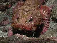 Scorpaenopsis oxycephala - Poisson scorpion &agrave; houppes - Plong&eacute;e sous-marine