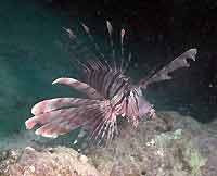 Pterois miles - Poisson lion - Plong&eacute;e sous-marine