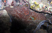 Octopus sp. - Poulpe - Massif des Roses - Plong&eacute;e sous-marine