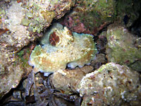 Octopus sp. - Poulpe - Massif des Roses - Plong&eacute;e sous-marine