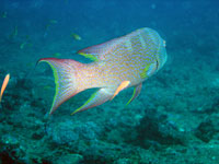 Variola louti - M&eacute;rou croissant queue jaune - Bevato - Plong&eacute;e sous-marine