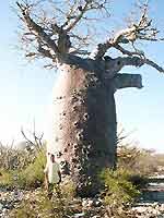  - St&eacute;phane et le baobab - Plong&eacute;e sous-marine
