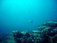  - Tortue - Tombant nord - Plong&eacute;e sous-marine