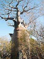  - Yannick au fa&icirc;te du baobab - Plong&eacute;e sous-marine