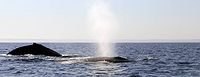 Two humpback whales off Idaty - 14/08/22