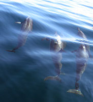 Three dolphins - 01/09/13