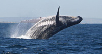 Breaching whale : the landing soon - 