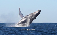 A humpback whale playing off Ifaty - 