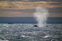 Humpback whale blowing at dusk - 