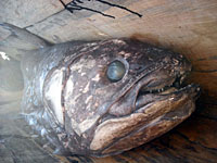 Coelacantus - 18/02/09